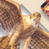 halcon