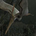 pteranodones